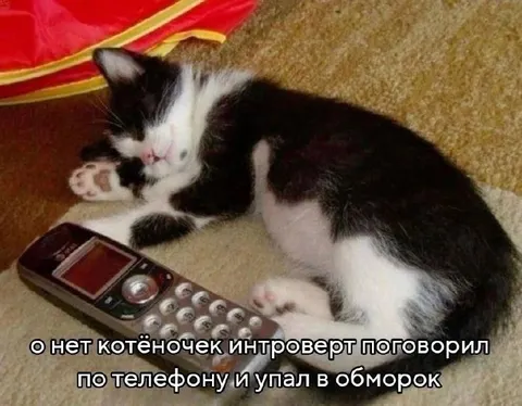 Котёнок-интроверт после звонка