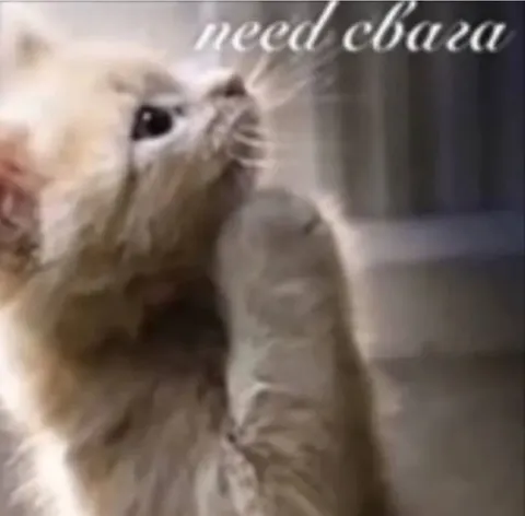 Need Baka Cat