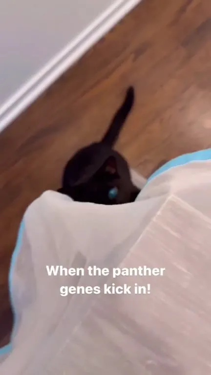 When Panther Genes Kick In
