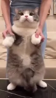 Кот танцует на задних лапах