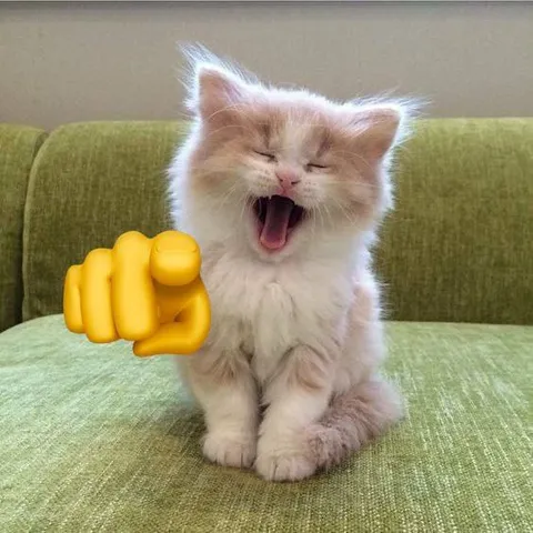 Котёнок показывает пальцем