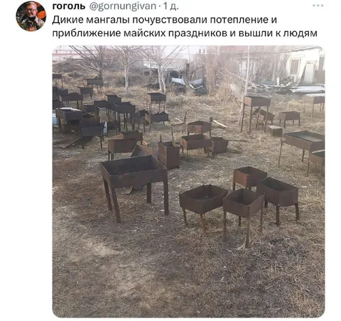 Дикие мангалы вышли к людям