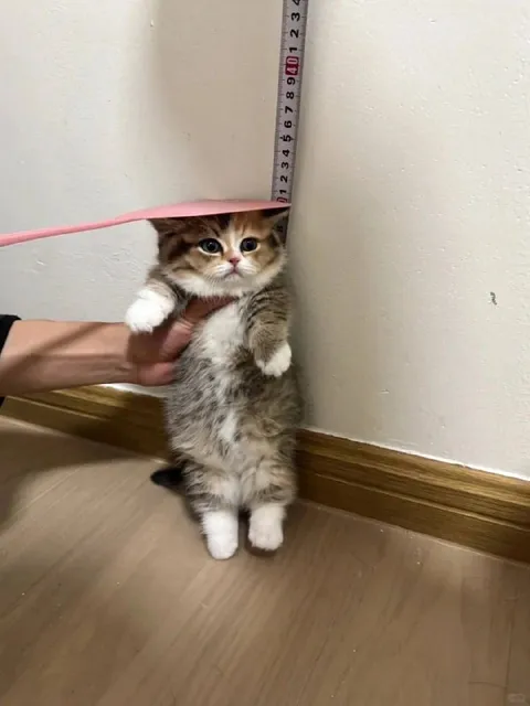 Котёнок под линейкой