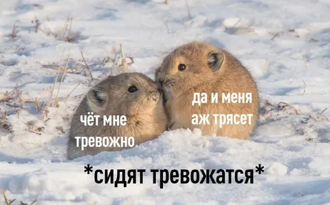 Тревожные зверьки в снегу