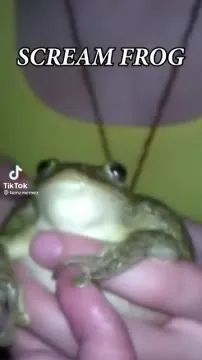 Scream Frog Gets Handled
