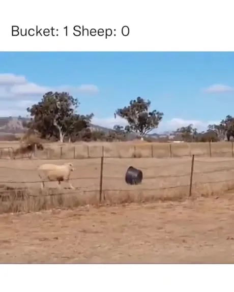 Bucket: 1 Sheep: 0