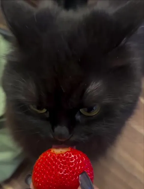 Чёрный кот ест клубнику