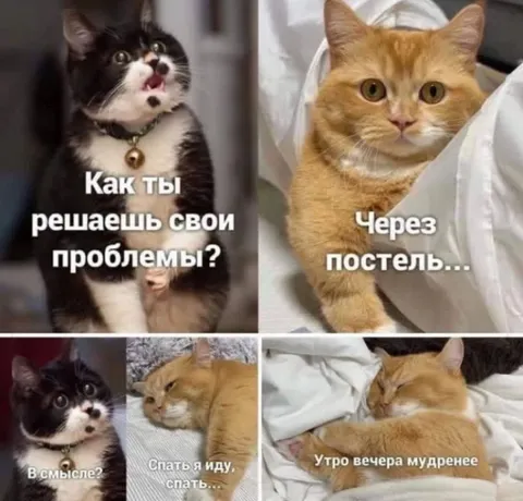 Коты решают проблемы сном