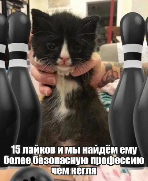 Кот работает кеглей