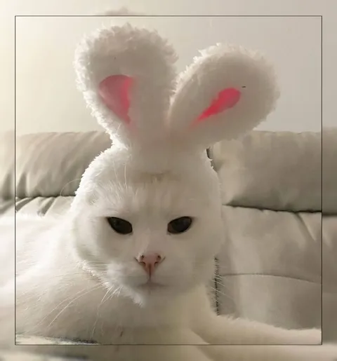 Кот в ушках зайчика