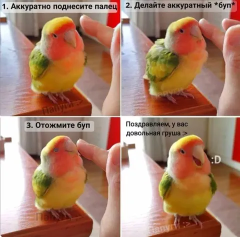 Попугай и аккуратный буп
