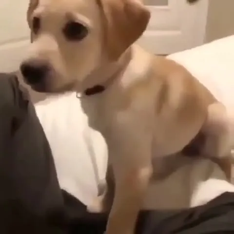 Щенок не может усидеть на месте