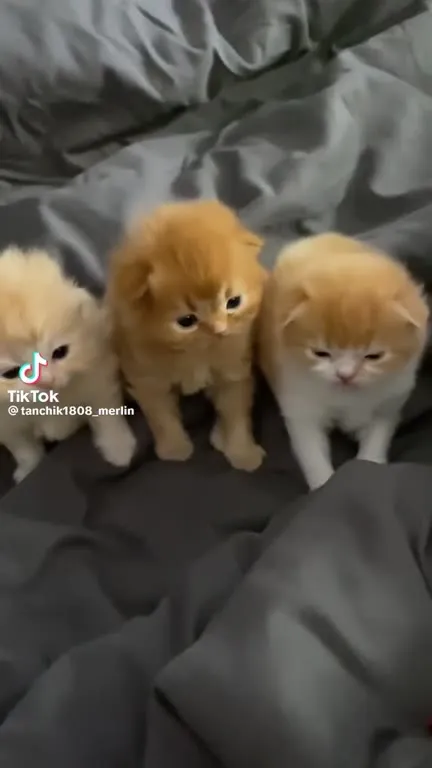 Котята и строгий палец