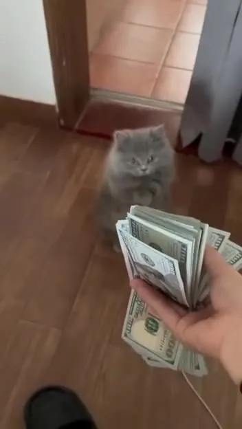 Кот идёт на деньги