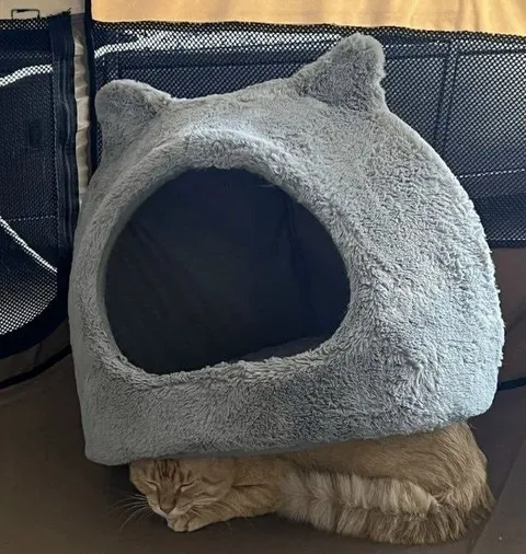 Кот спрятался в домике