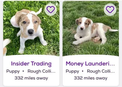 Puppy Dating App Profiles