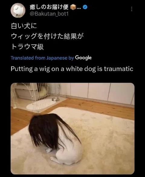白い犬に黒髪ウィッグ