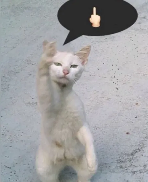 Кот показывает средний палец