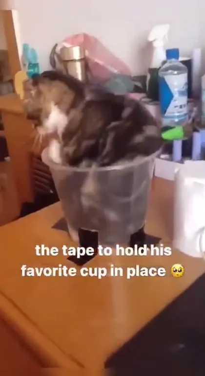 Cat Held in Its Favorite Cup