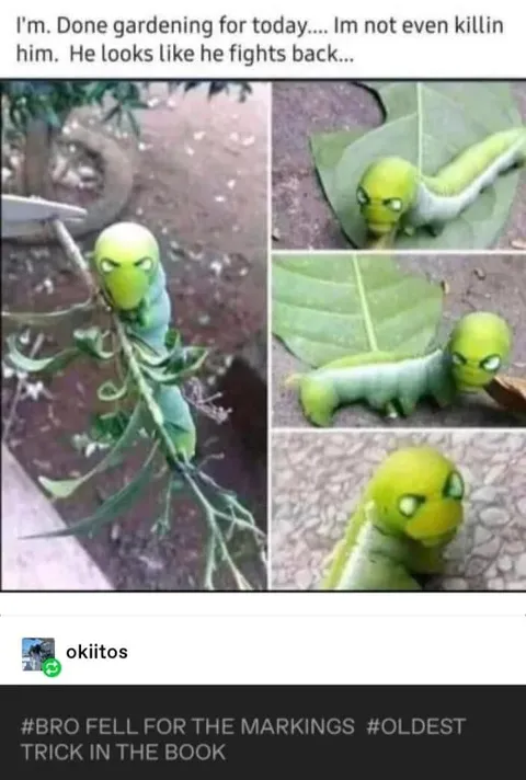 Caterpillar Fights Back