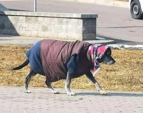 Собака в слишком большой куртке