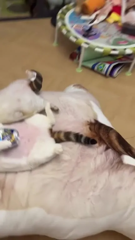 Коты отдыхают под саксофон
