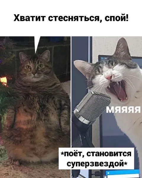 Кот становится суперзвездой