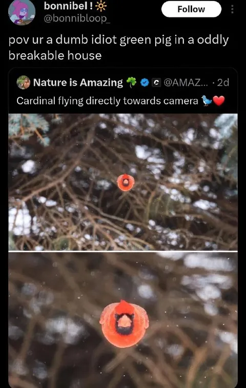 Cardinal Flying Toward Camera