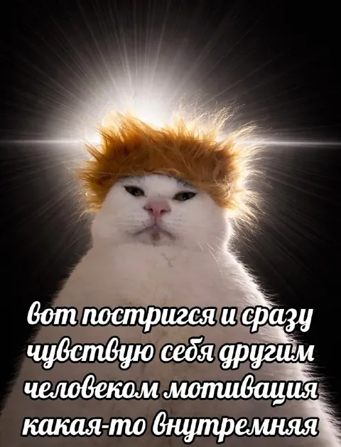 Кот с внутренней мотивацией