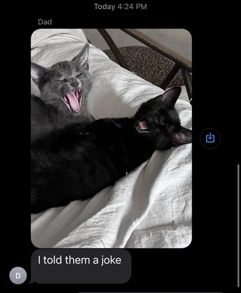 Cats Laughing at Dad's Joke