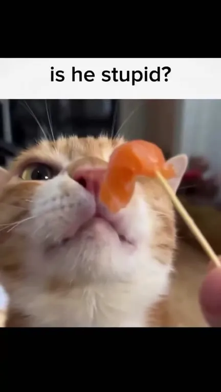 Is He Stupid Cat