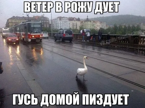 Ветер в рожу дует