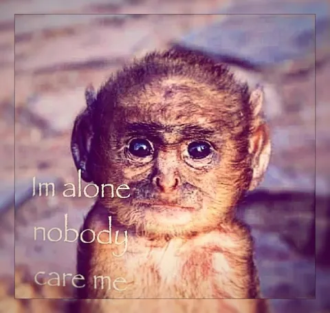 Sad Alone Monkey