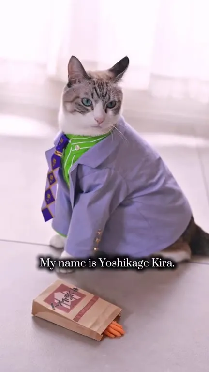 Yoshikage Kira Cat Introduction