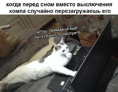 Кот не хочет выключать ноутбук