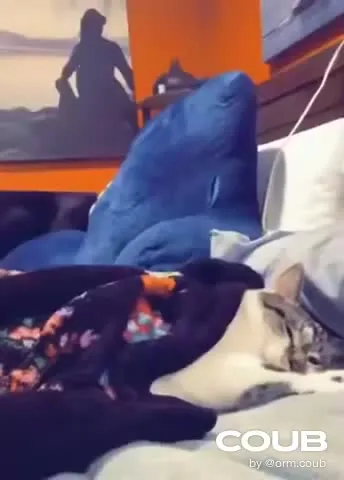 Кот исчезает под одеялом