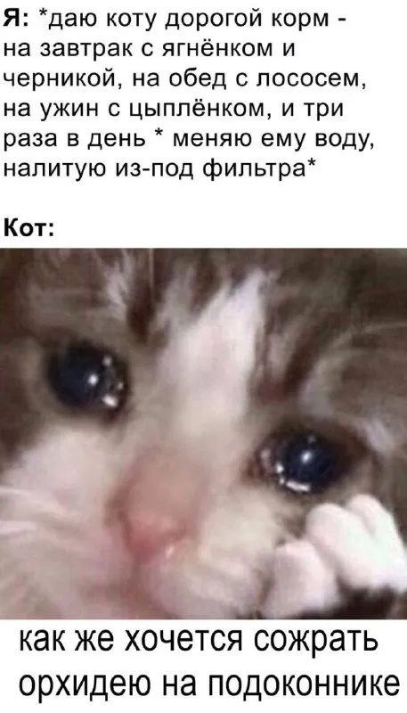 Кот хочет съесть орхидею