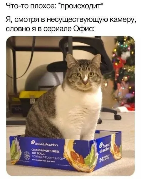 Кот смотрит в камеру как в Офисе