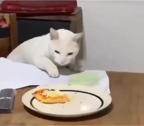 Кот крадёт еду со стола