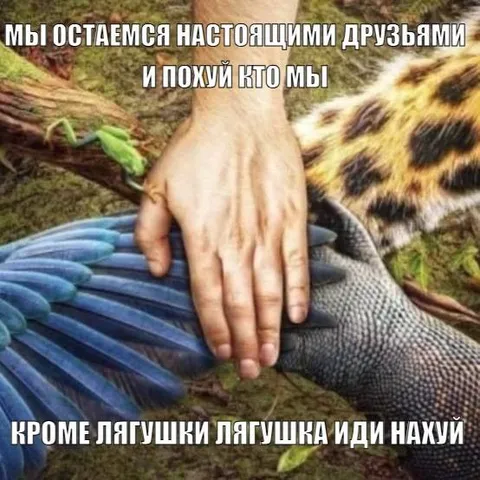 Настоящие друзья кроме лягушки