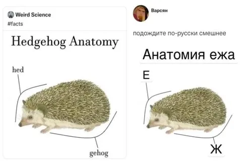 Анатомия ежа по-русски