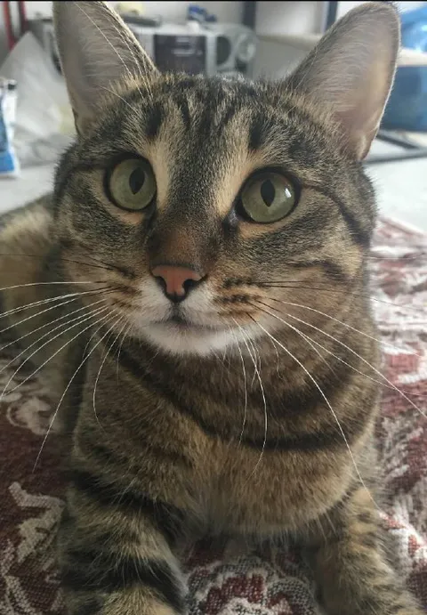 Кот Сэм передаёт привет