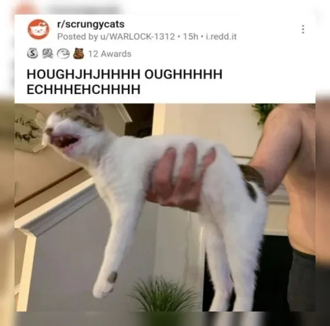 Cat Screaming in Pain