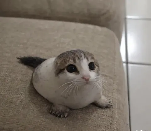 Круглый кот с большими глазами