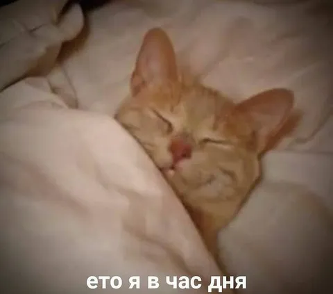 Кот спит в час дня