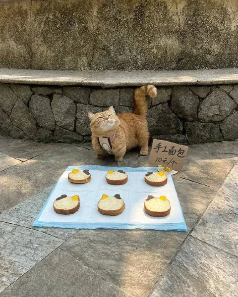 猫咪摆摊卖手工面包