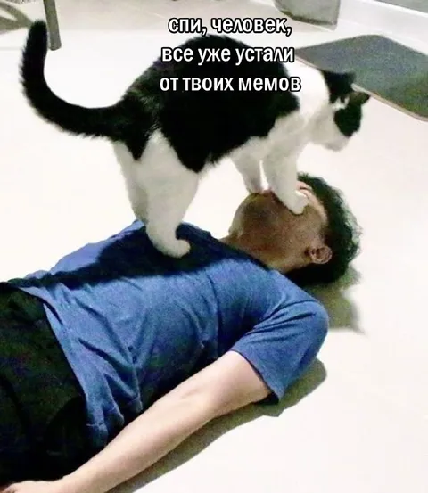 Кот устал от мемов