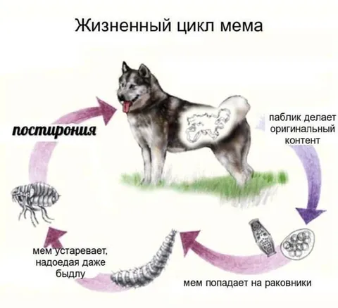 Жизненный цикл мема