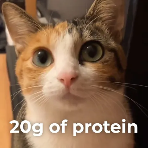 20g of Protein Cat