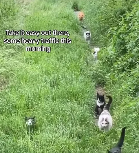 Heavy Cat Traffic